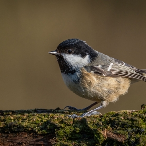 Redwell   05 03 2020   D500   Les 108.jpg